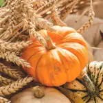 How Much Sugar Does Pumpkin Bread Mix Contain - pumpkin