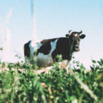 Milk dairy cow